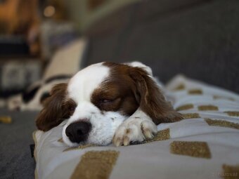 Charlie sucht seinen Herzensplatz 🐶🤍 - 4