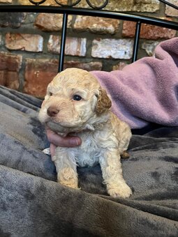 Lagotto Romagnolo - 4