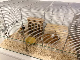 Meerschweinchen Pärchen (Kastriert) + Luxus-Glaskäfig - 4