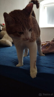 kater sucht dringend ein neues zuhause - 4