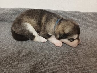 Alaskan Malamute – Welpen mit FCI-Papiere - 4