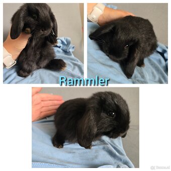 Mini Lop Kaninchen - 4