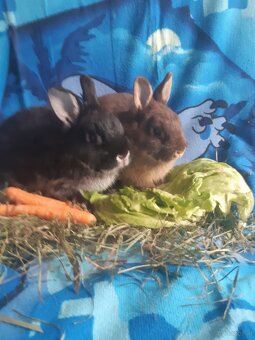 Zwergkaninchen Babys zu vergeben - 4