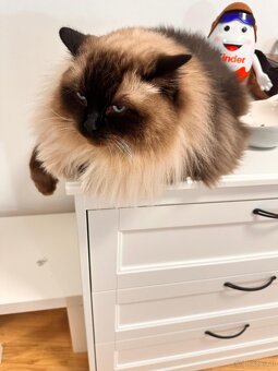 Ragdoll Kater Harley - 4