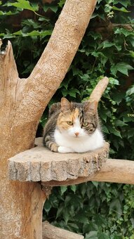 Katzen zu vergeben - 4