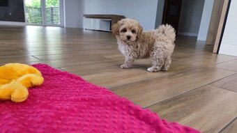 Maltipoo - 4