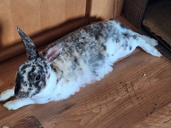 Hope, ihr Bub  und ihr Enkerl suchen Bestplatz - 4