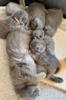 BKH Kitten - 4