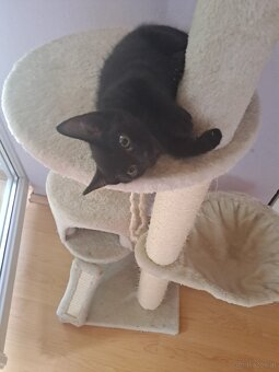Katzenbabys - 4