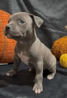 American Pit-Terrier-Welpen - 4