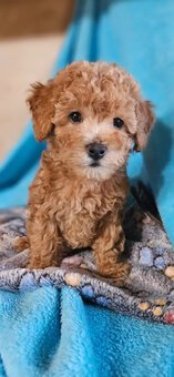 Maltipoo-Welpen abzugeben - 4