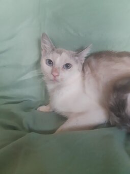 KATZE ,weiblich, geimpft,blaue Augen - 4