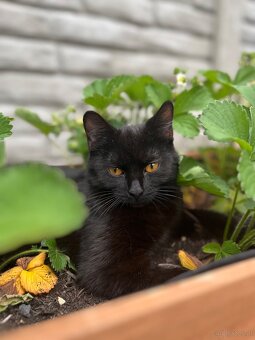 Liebevolle, kastrierte Katze in gute Hände abzugeben - 4