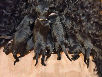 Schwarzer Russischer Terrier – liebevoll aufgezogene Welpen - 4