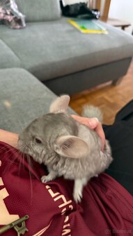 Chinchilla Mädels - 4
