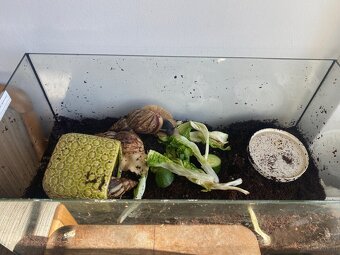 3 große Achatschnecken inkl. Terrarium abzugeben - 4