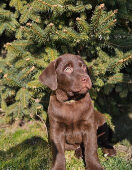 Labrador Welpen mit Stammbaum - 4