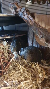 Degus 9 Monate alt mit Käfig und Zubehör - 4