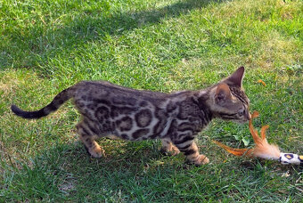 Bengal Kätzchen - 4