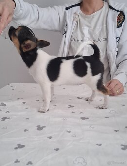 Chihuahua mit stammbaum - 4