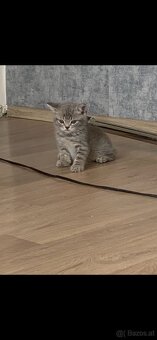 Bkh kitten - 4