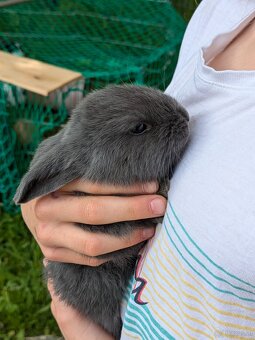 Baby-Hasen zu verschenken - 4