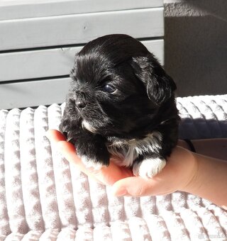 Süße Shih Tzu Welpen - 4