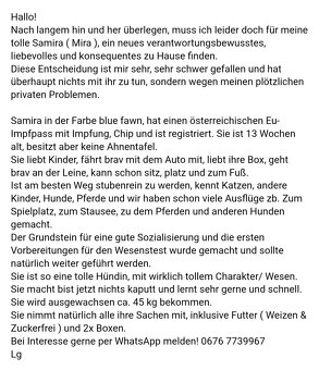 Wunderschöne Hündin sucht Traumplatz - 4