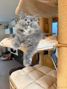 sibirische katze - 4