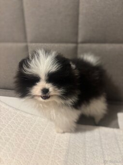 pomeranian Strakoš - 4