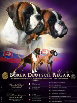 Boxer Welpen mit FCI Papieren - 4