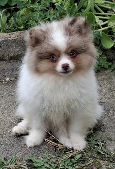 hübscher Pomchi Rüde mit toller Zeichnung abzugeben - 4