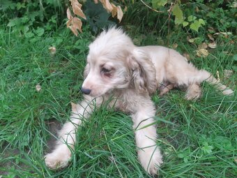 SPANIEL- FREUNDE AUFGEPASST - 4