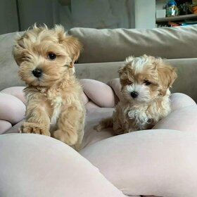 Adorable Maltipoo puppies for sale - 4