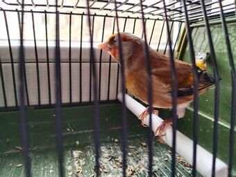 Stieglitzmischling - 4