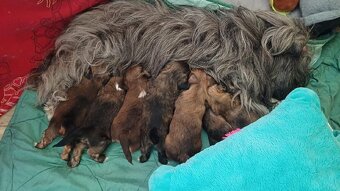 LHASA APSO Welpe mit Stammbaum - 4