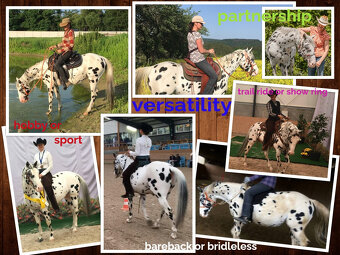 Appaloosa Deckhengst - Black Leopard - 4