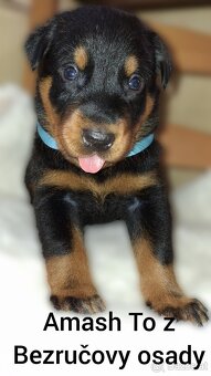 Beauceron - 4