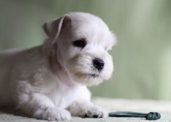 Weißer Zwergschnauzer - 4