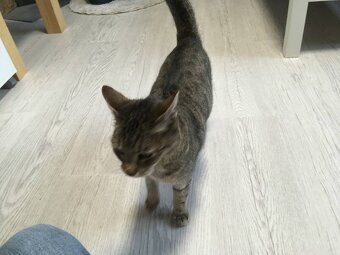 Kleine süße "Tigra" in liebevolle Hände abzugeben - 4