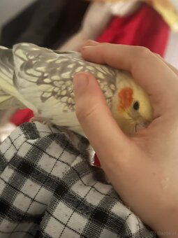 3 Vögel/Nymphensittiche + Käfig inkl. Zubehör - 4