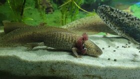 Axolotl zu verschenken - 4