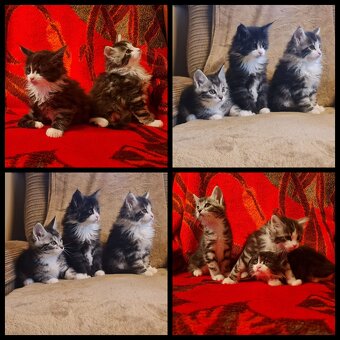 Reinrassige Maine Coon Kitten - 4