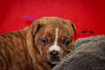 Continental bulldog welpen - 4