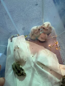 Dschungarische Zwerghamster Babys - 4