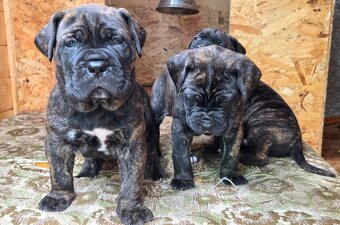Cane Corso mit Stammbaum - 4