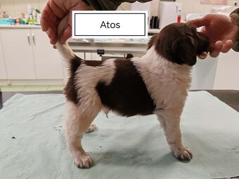 verkaufe kleine Münsterländer vorstehhund-Welpen - 4