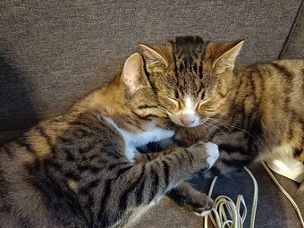 junge Katzen suchen dringend neues Zuhause - 4