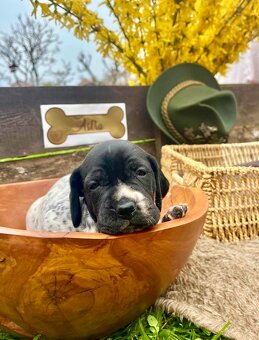 Auvergne Hűhnerhund/Jagdhund (FCI) - 4