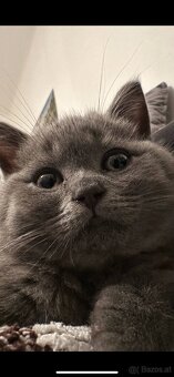 BKH Kater - 4
